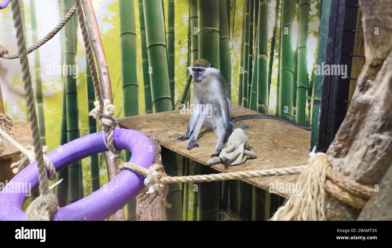 Fröhlicher verspielter Affe mit Spielzeug. Stockfoto