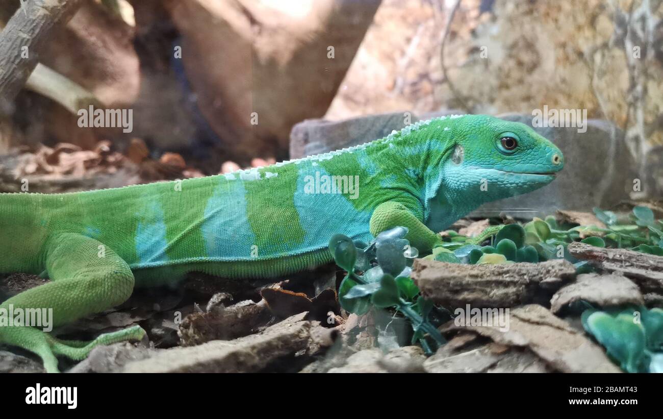 Fantastische, gestreifte zweifarbige Echse mit seitlichem Blick. Stockfoto