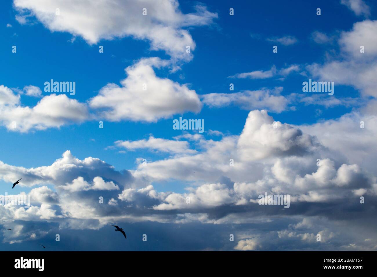 Tiefblauer Himmel mit Wolken und Silhouetten fliegender Vögel, trübes Hintergrundfoto in der Skyscape Stockfoto