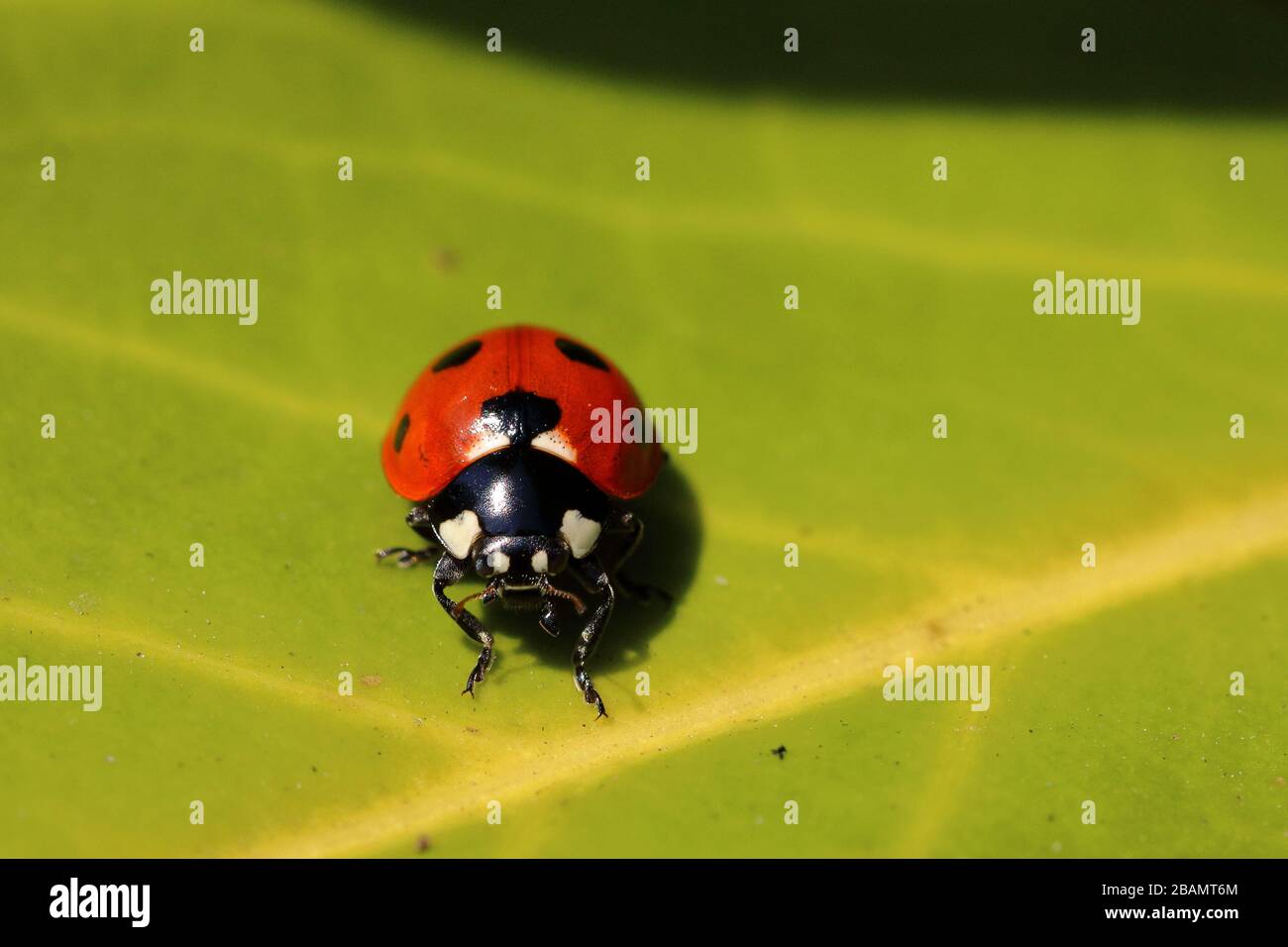 Ein Marienkäfer mit 7 Flecken (Coccinella septempunctata) auf einem grünen Blatt Stockfoto