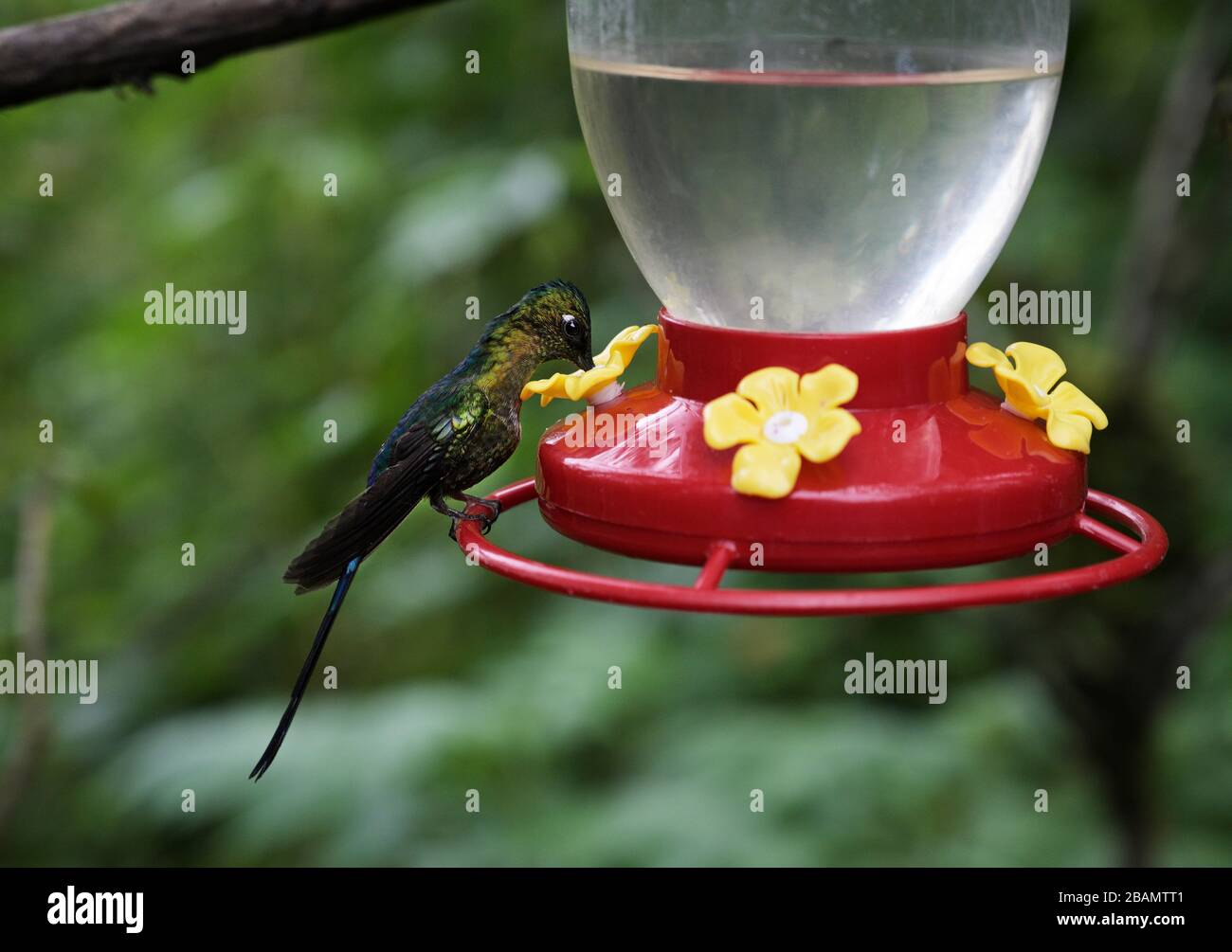 Violett-geschirmtes Sylph, Aglaiocercus coelestis, Bellavista Reserve, Ecuador Hochland Stockfoto