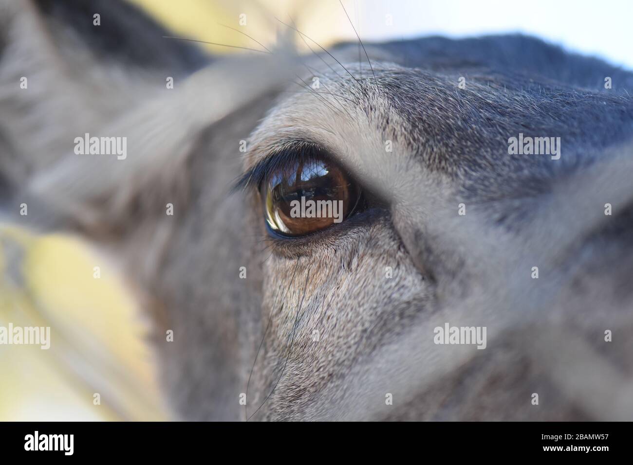 Hirsche im zoo Stockfoto