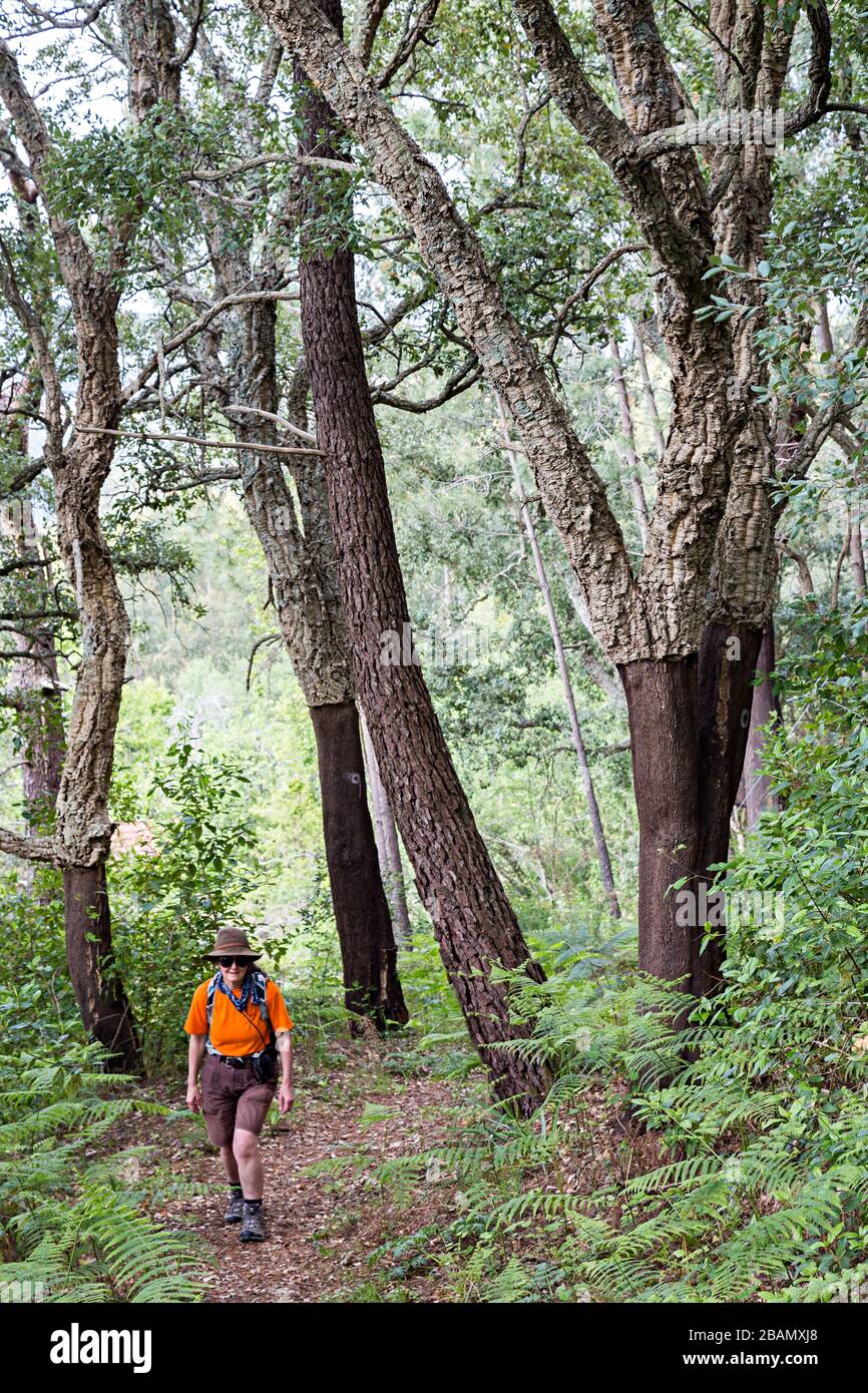 Wandern durch Korkeichenwald, Cruz dos Madeiros, Algarve, Portugal Stockfoto