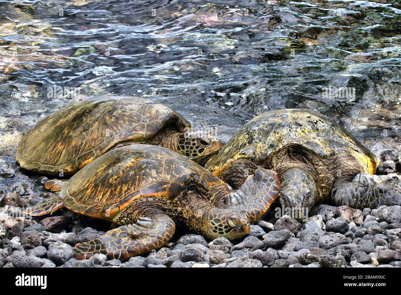 Drei grüne Meeresschildkröten am felsigen Ufer auf Maui. Stockfoto