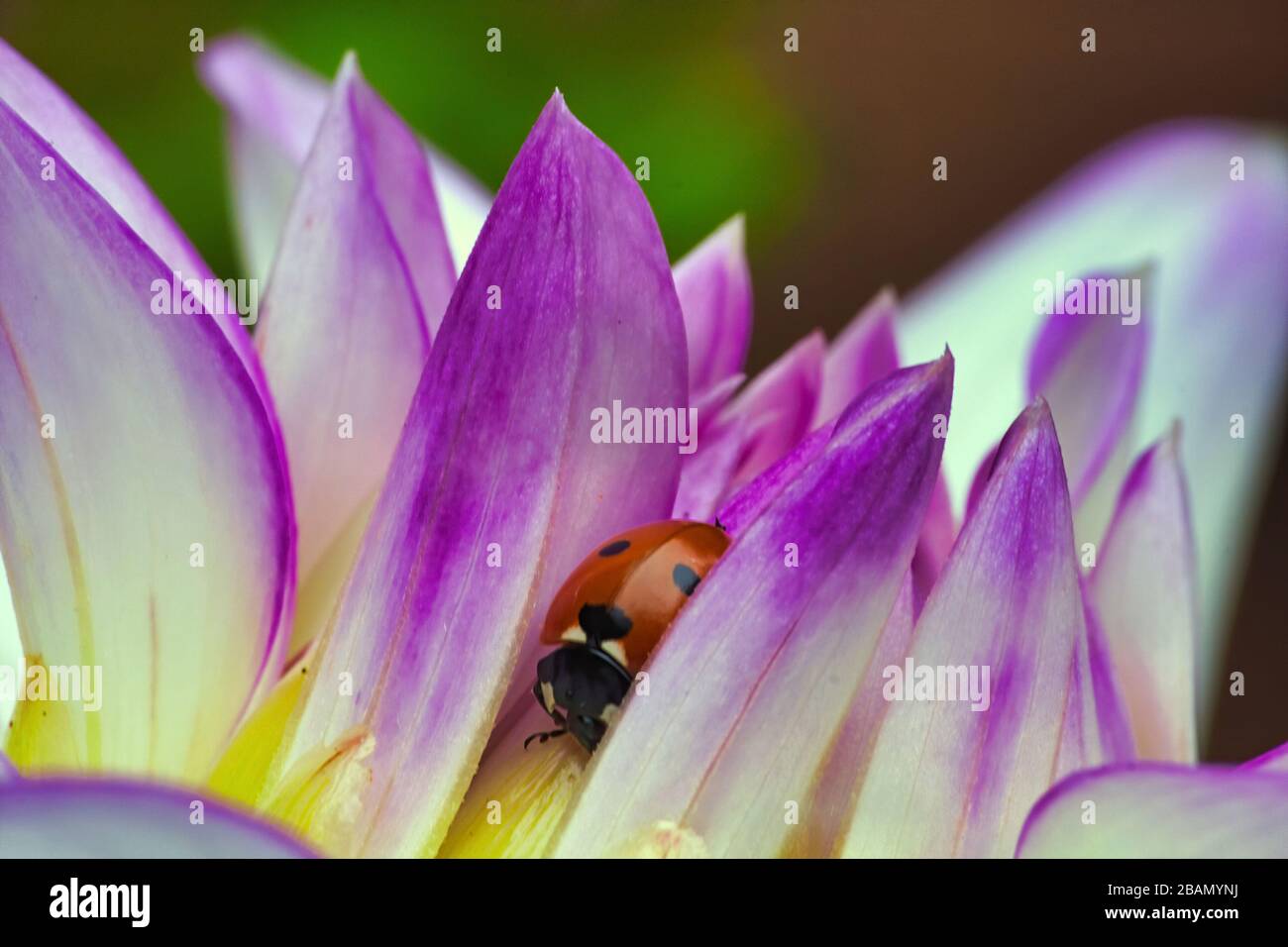 Rot-schwarz gefleckte Käfer versteckt zwischen den Blütenblättern einer Blume. Stockfoto