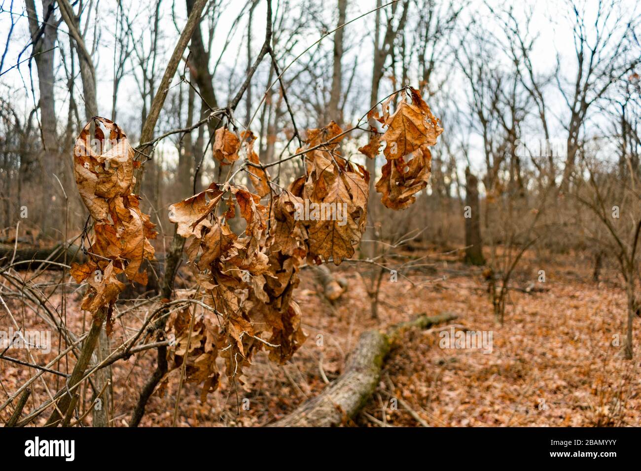 Hängende braune Herbstblätter in einem Wald in Suburban Willow Springs Illinois Stockfoto
