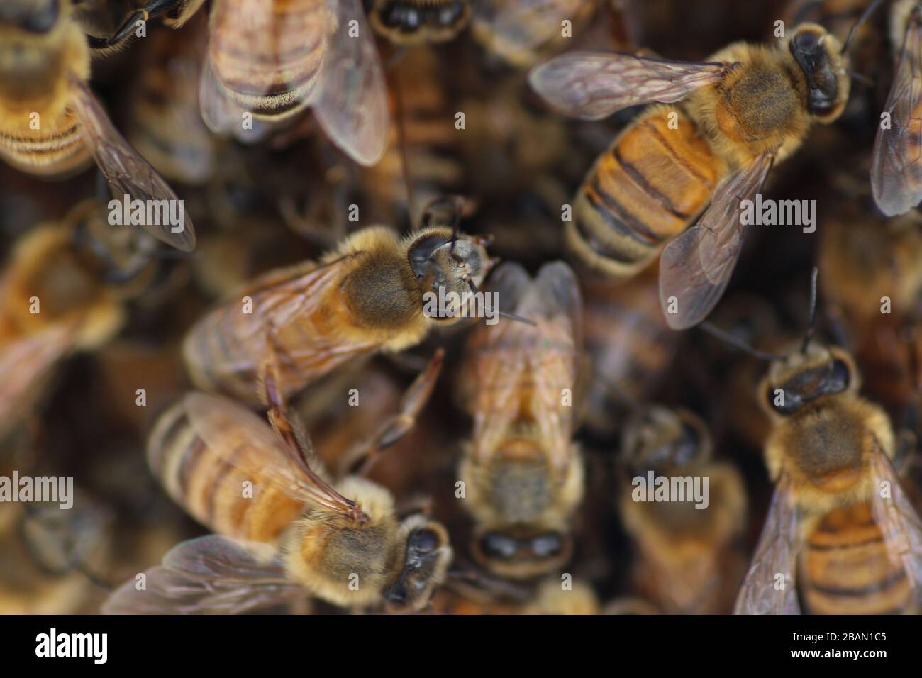 riesige-biene-fotos-und-bildmaterial-in-hoher-aufl-sung-alamy