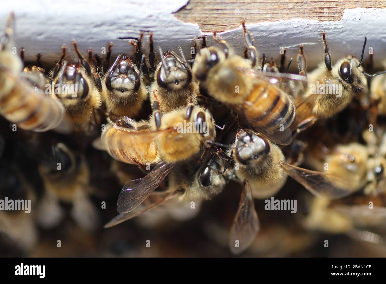 Riesiges Bienenvolk Stockfoto