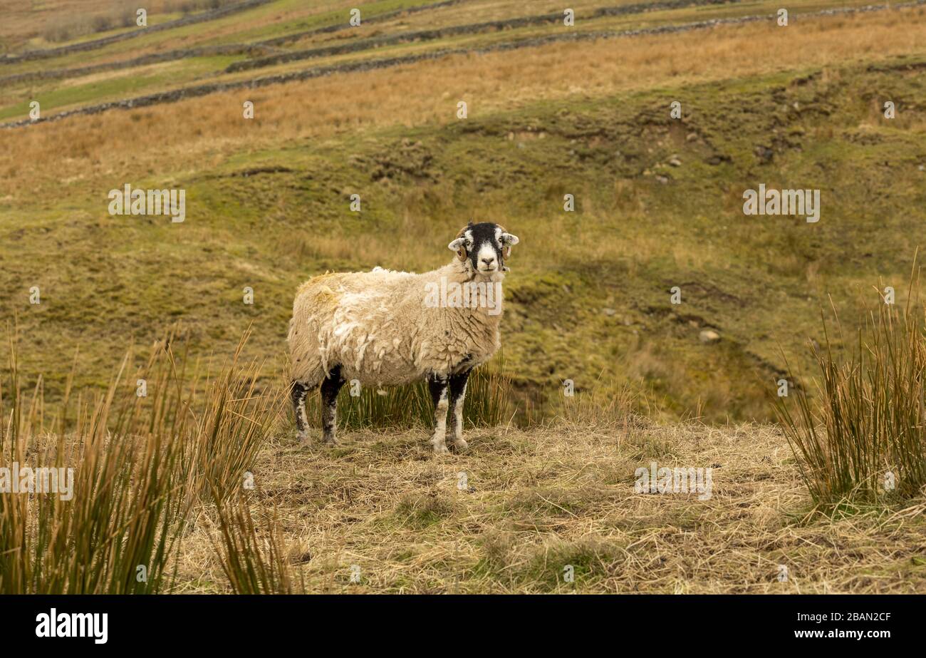 Swaledale Schaf. Ein Swaledale Ewe in Springtime, kurz vor dem Klagen. Stand in rauem Weideland auf Höhe fiel in den Yorkshire Dales. GROSSBRITANNIEN. Querformat Stockfoto