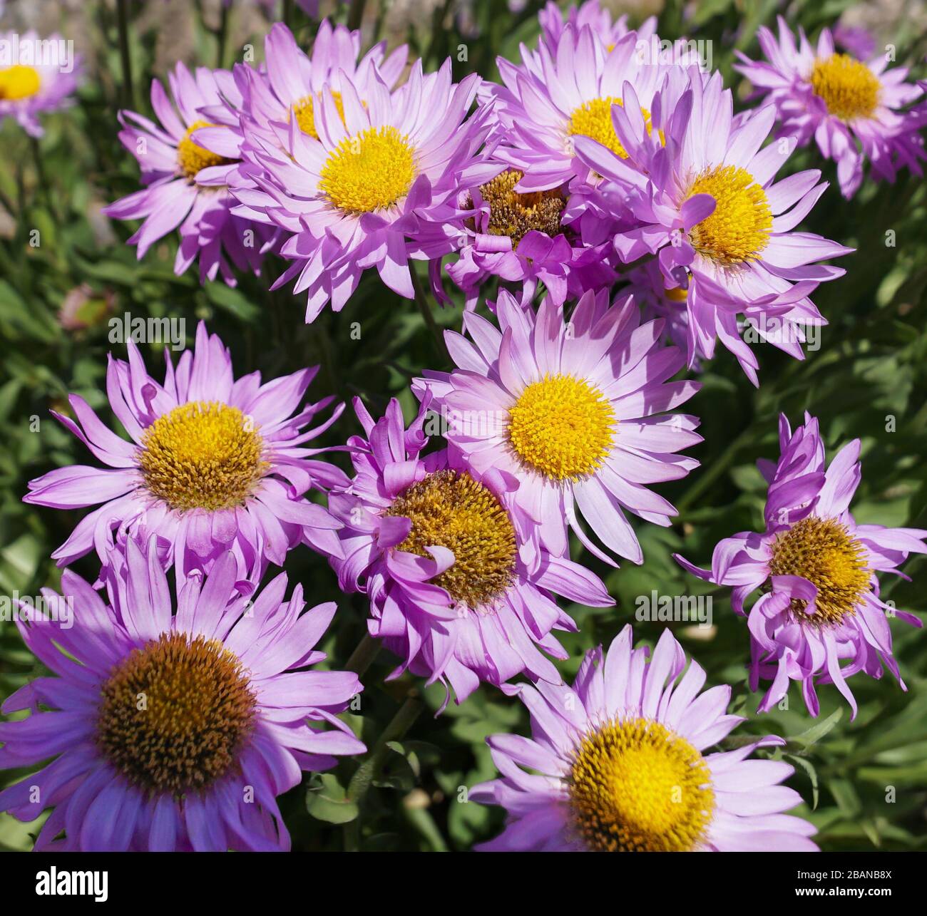 Eine schöne Gruppierung von violetten Gänseblümchen in den Höhenlagen der felsigen Berge von Montana. Stockfoto