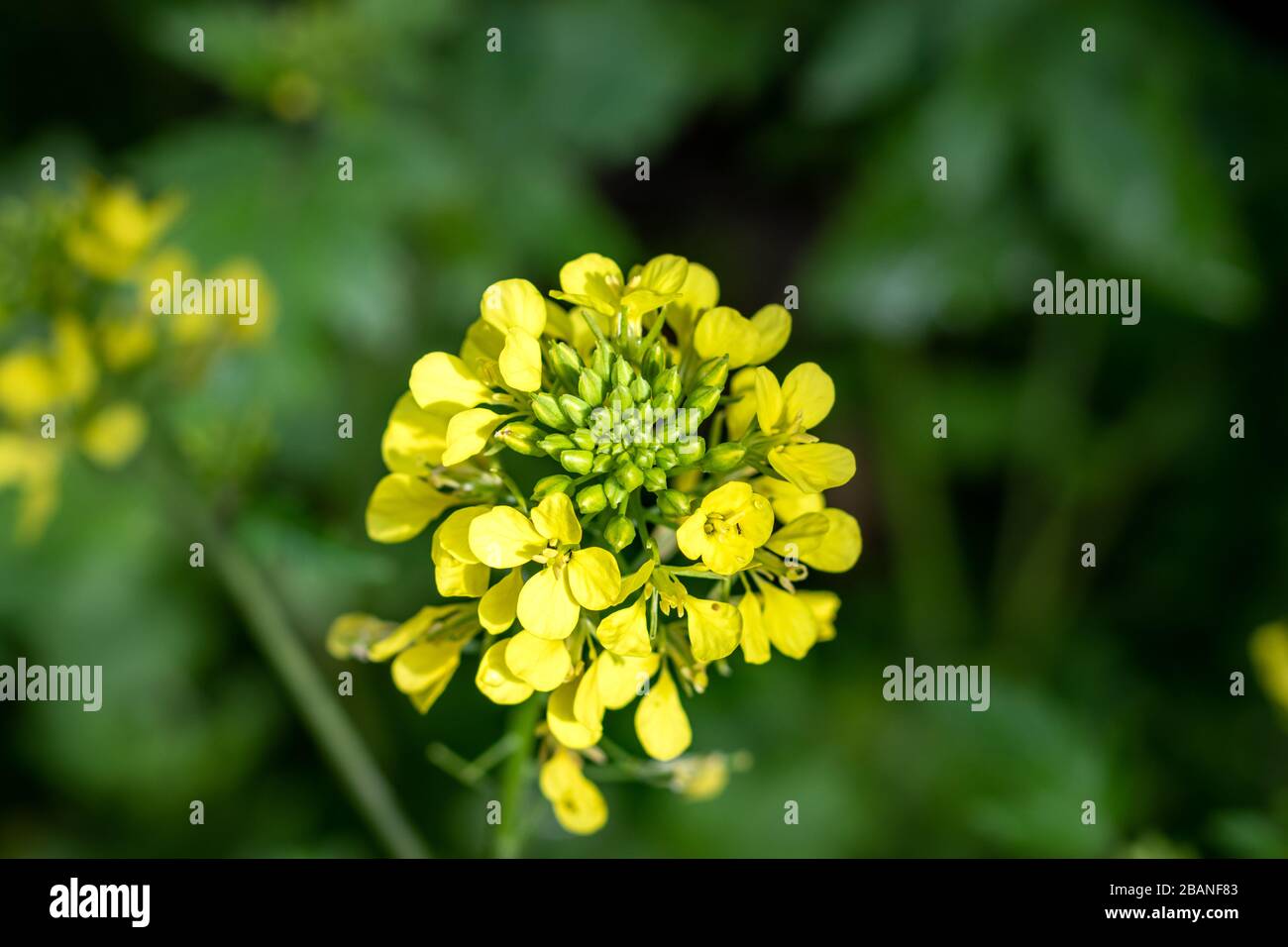 Nahaufnahme gelber Blumen der Pflanze Sinapis arvensis, verschwommener Hintergrund Stockfoto