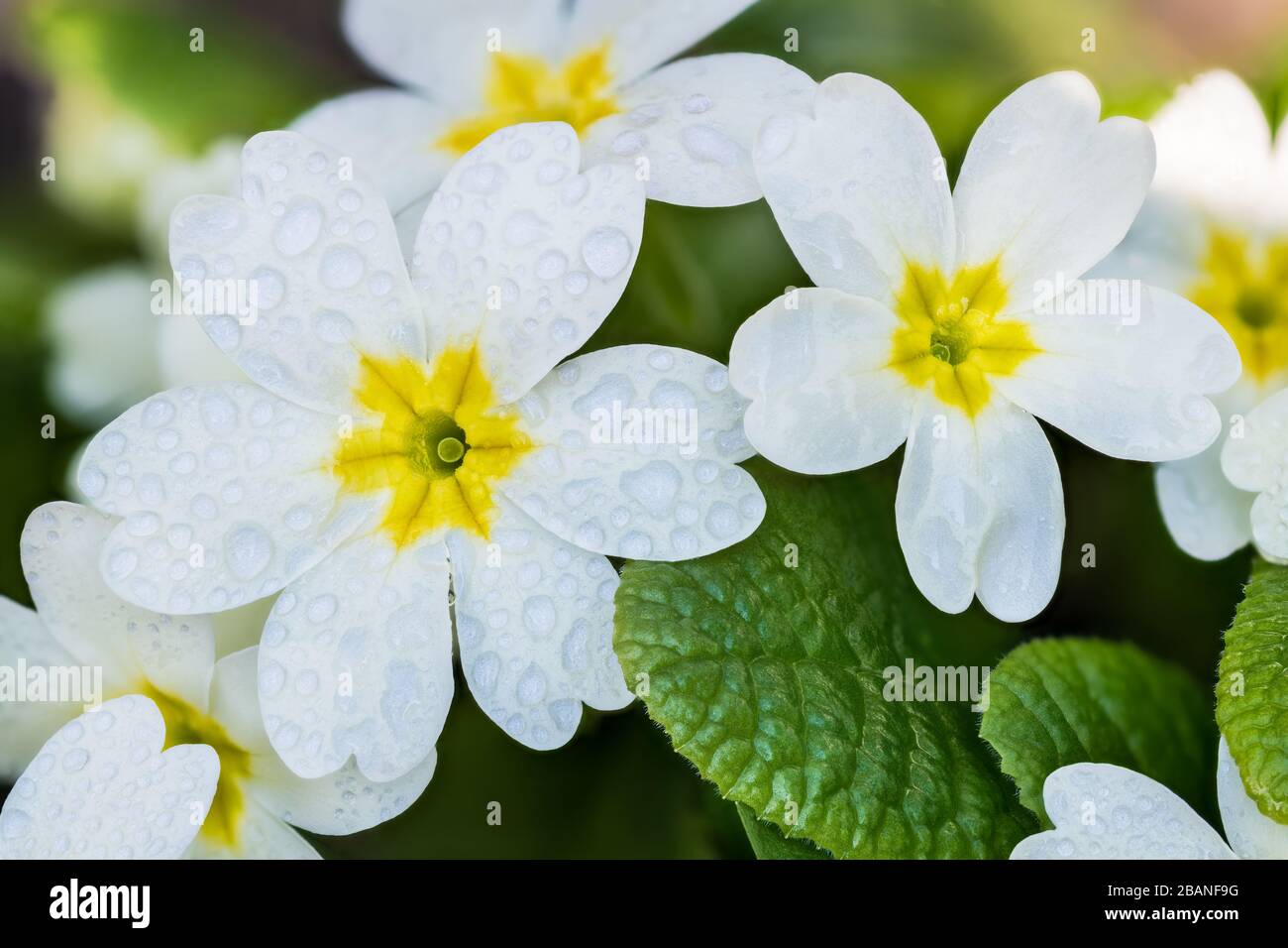 Nasse weiße Cowslip Primrosblüten gruppieren sich mit Wassertropfen, gelbem Kern und grünen Blättern. Primula veris. Blühende mehrjährige Kräuter. Regnerisches Wetter im Frühling. Stockfoto