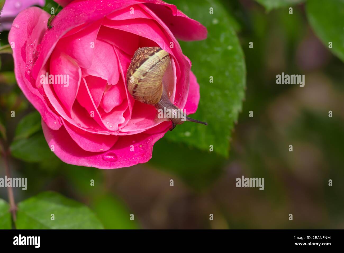 Schnecke krabbelt auf einer nassen Blütenhülle einer rosafarbenen Rosenblüte, verschwommener Hintergrund Stockfoto