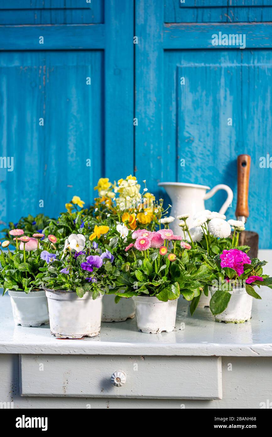 Anordnung der Frühlingsblumen im Vintage-Stil mit altem Holztisch. Gartenkonzept. Stockfoto