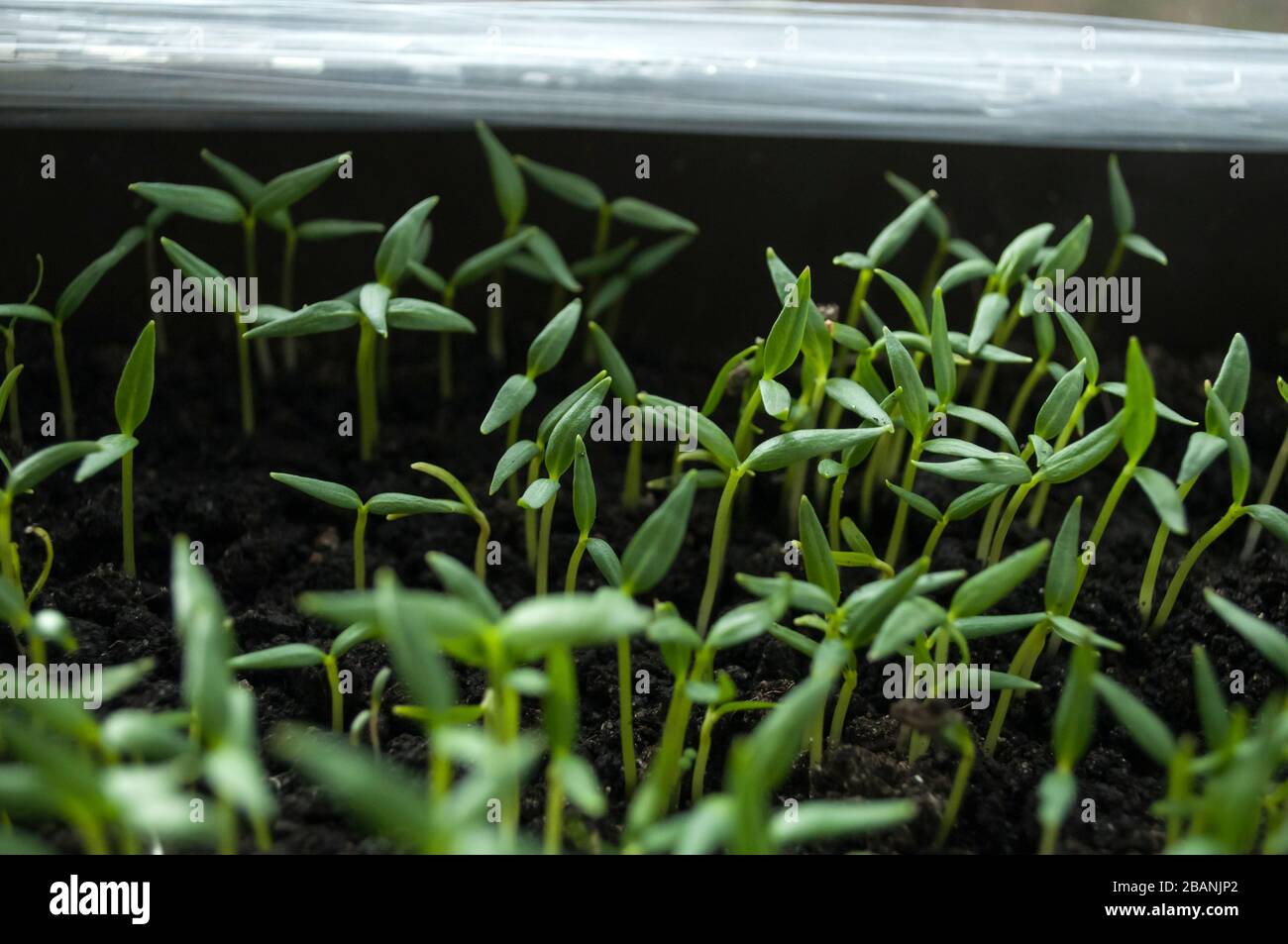 Beginnen Sie mit dem Anwachsen von Pfefferbesetzungen in einem Kunststoffbehälter, und schließen Sie es. In der ersten Woche seines Wachstums sind nur Keimblätter sichtbar Stockfoto