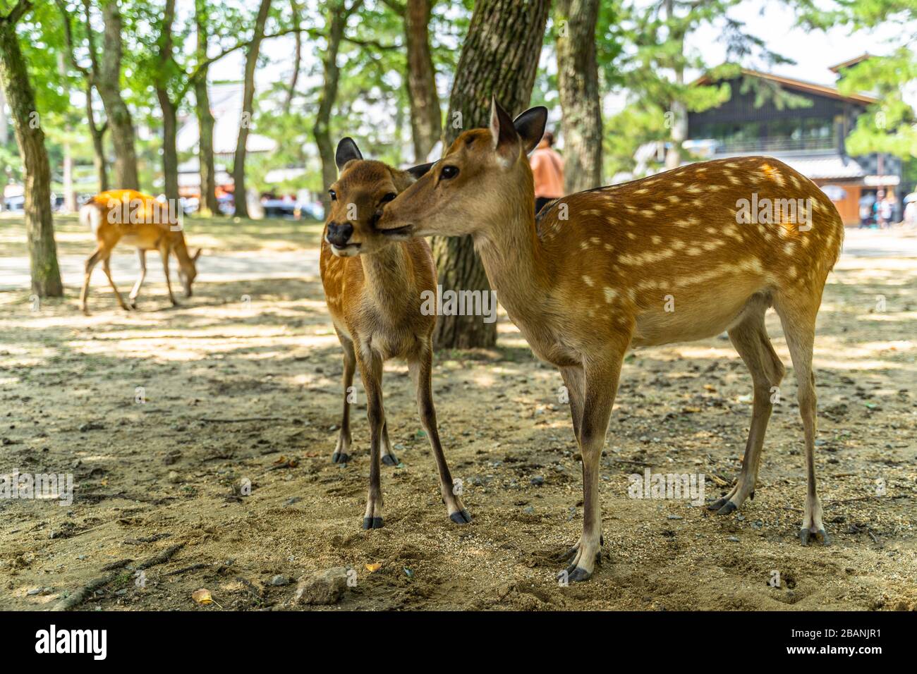 Ein Paar im Nara Park, Japan. Nara Park beherbergt mehr als 1.000 sika-rehe, die frei im Park unterwegs sind. Stockfoto