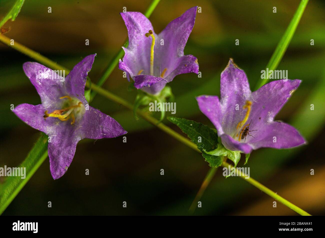 Drei nesselblättrige Glockenblumen (Campanula trachelium) Stockfoto