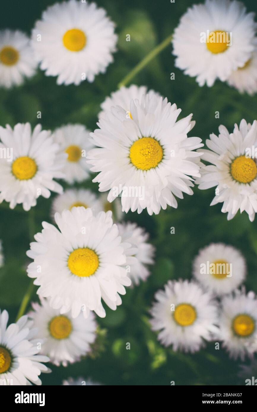 Kamillenblumen Sommergarten vertikaler Hintergrund im Freien Stockfoto