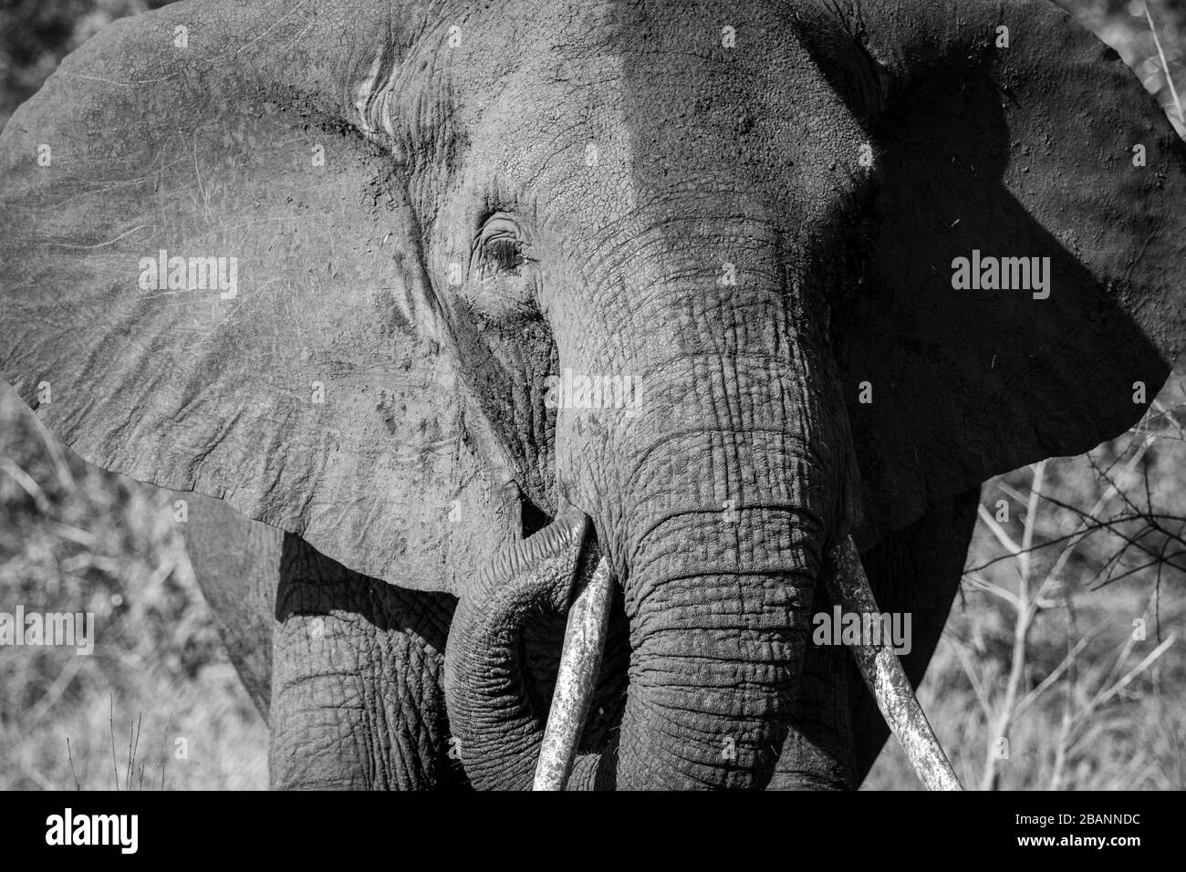 Porträt des afrikanischen Elefanten (Loxodonta) im Queen Elizabeth National Park, Uganda Stockfoto