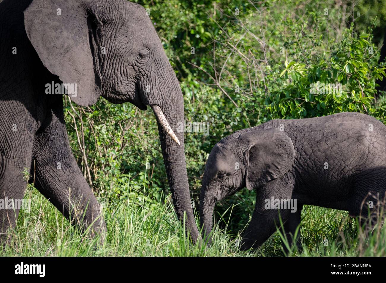Porträt der mutter und des Babys des afrikanischen Elefanten (Loxodonta) im Queen Elizabeth National Park in Uganda Stockfoto
