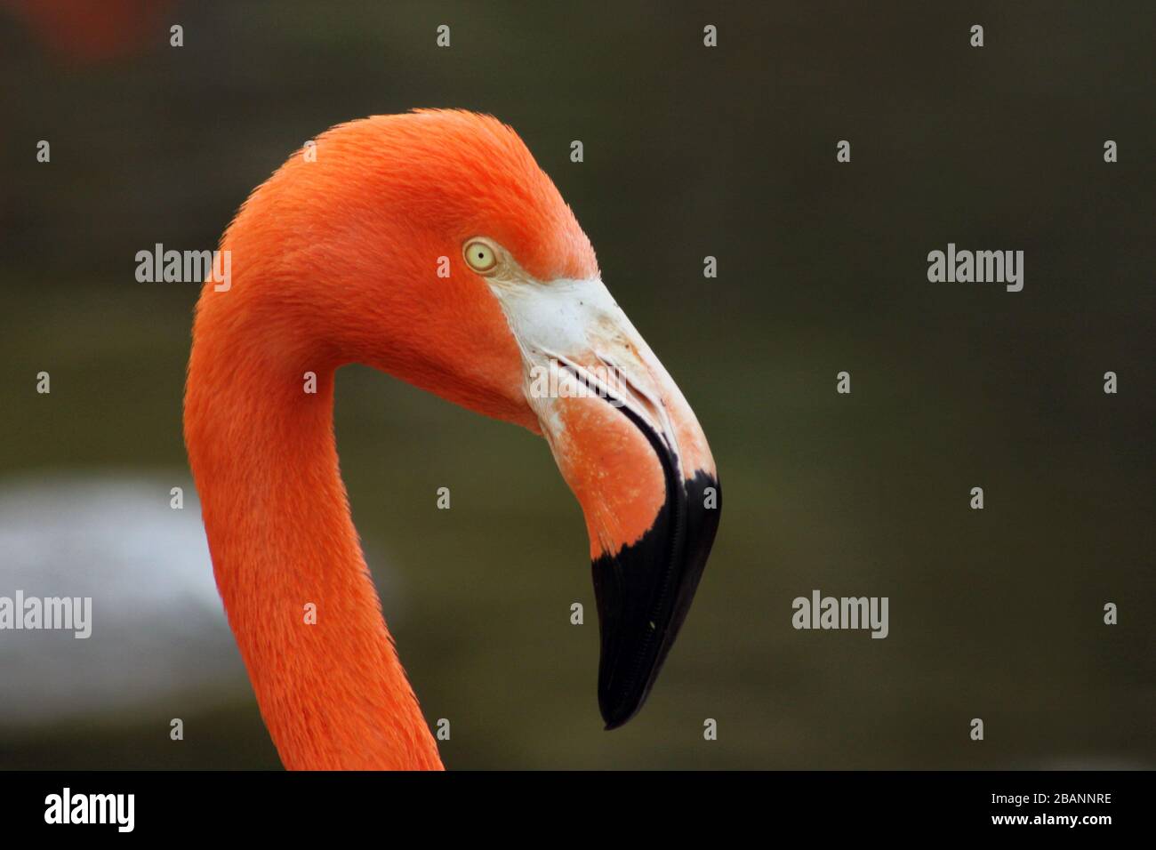 Karibischer Flamingo im Temaiken Biopark Stockfoto