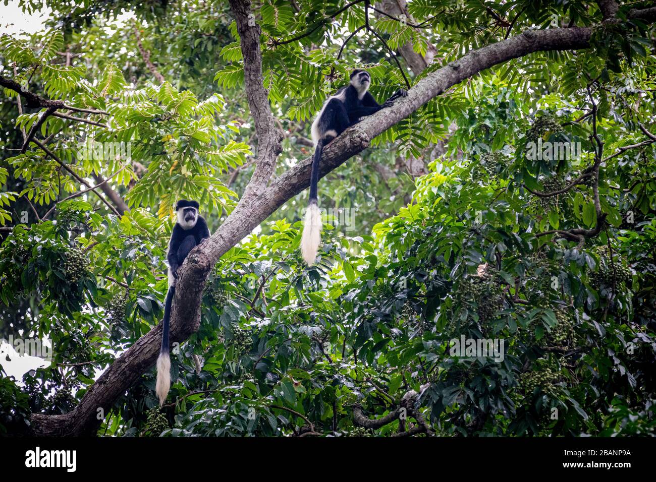 Colobus Monkey in Entebbe Botanical Gardens, Uganda Stockfoto