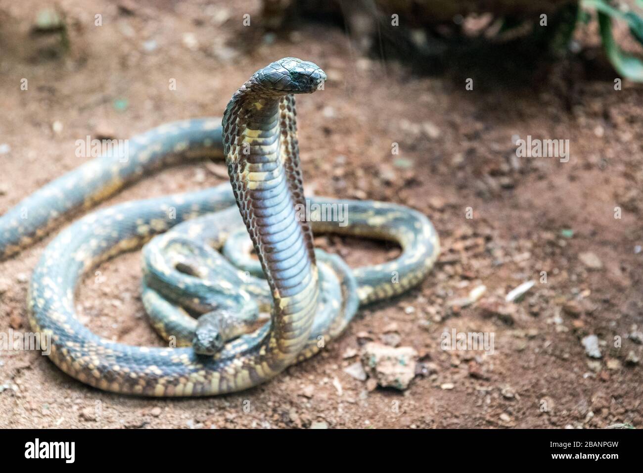 Ägyptische Kobra (Naja haje) im Dorf der Reptilien in Uganda, Entebbe, Uganda Stockfoto