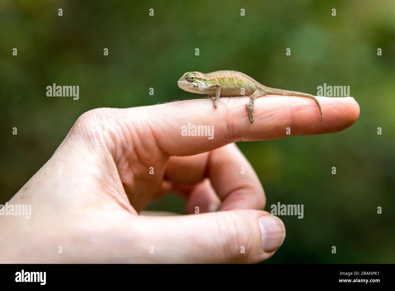 Ein pygymy Chamäleon perchiert auf einer Hand, das Dorf der Reptilien in Uganda, Entebbe Stockfoto