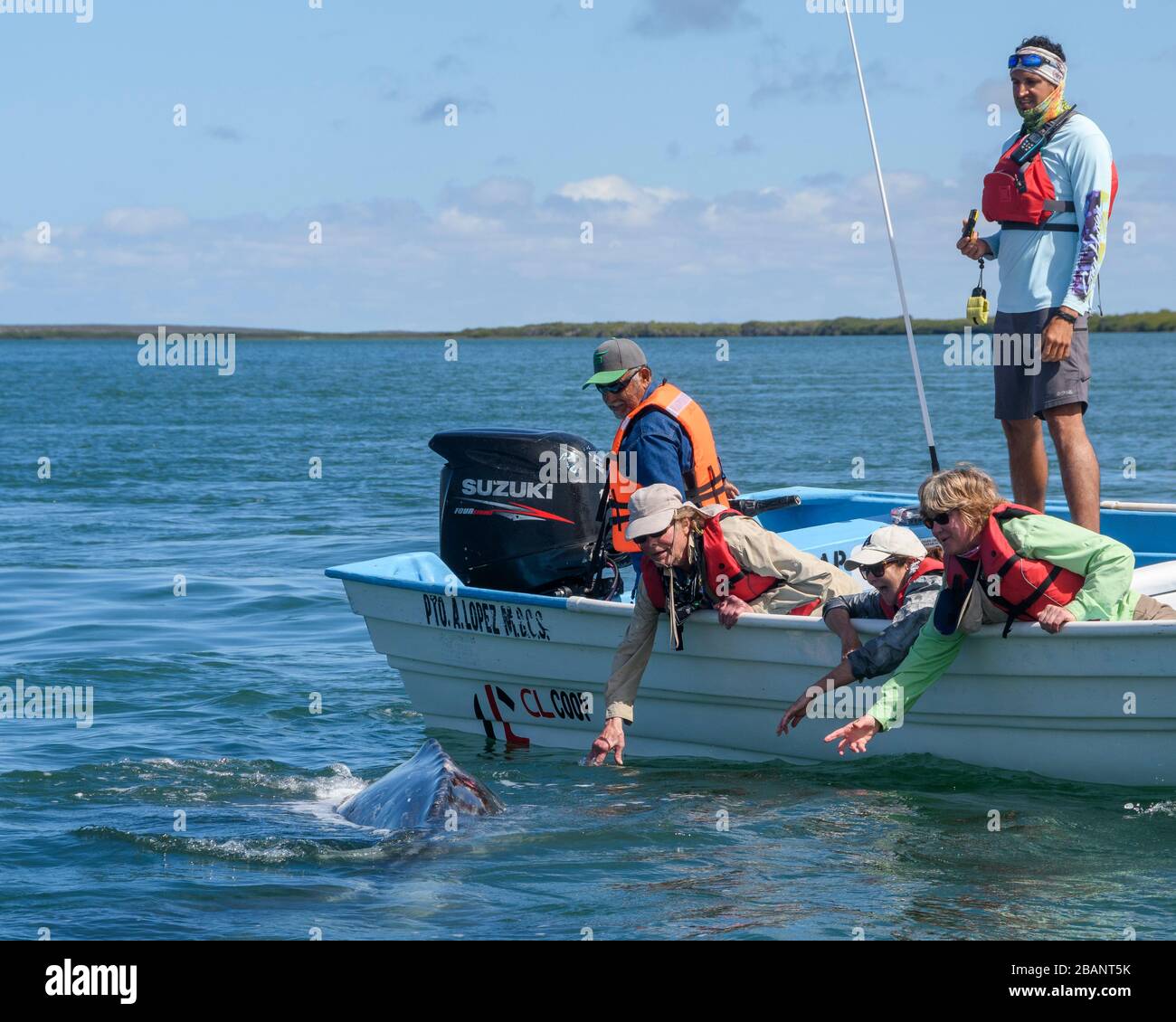 Tour zum Whale Watching von Sea Kayak Adventures in Bahia Magdalena, Baja California sur, Mexiko. Stockfoto