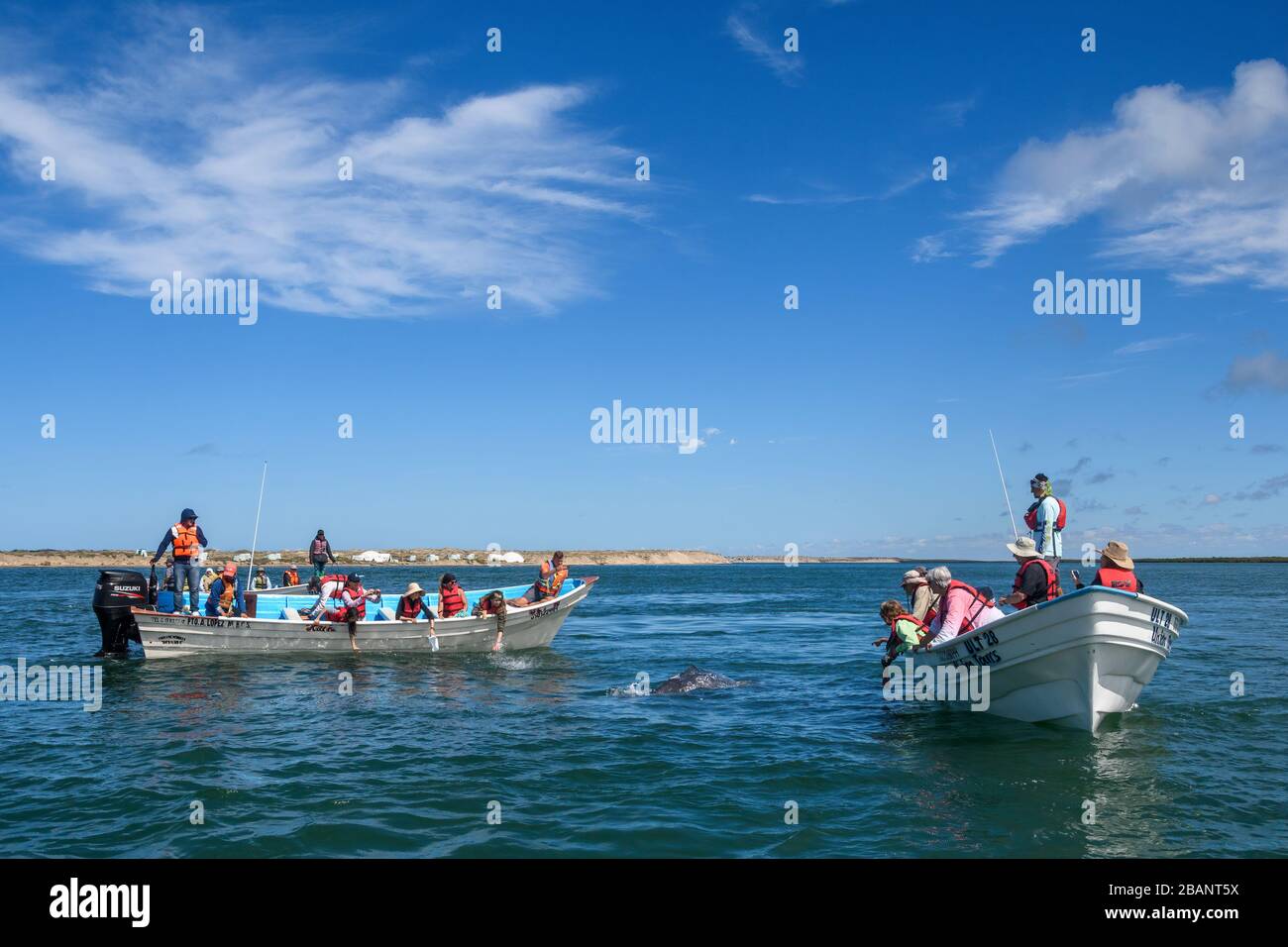 Tour zum Whale Watching von Sea Kayak Adventures in Bahia Magdalena, Baja California sur, Mexiko. Stockfoto