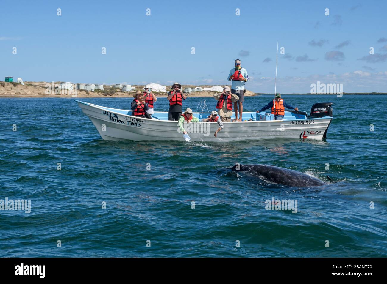 Tour zum Whale Watching von Sea Kayak Adventures in Bahia Magdalena, Baja California sur, Mexiko. Stockfoto