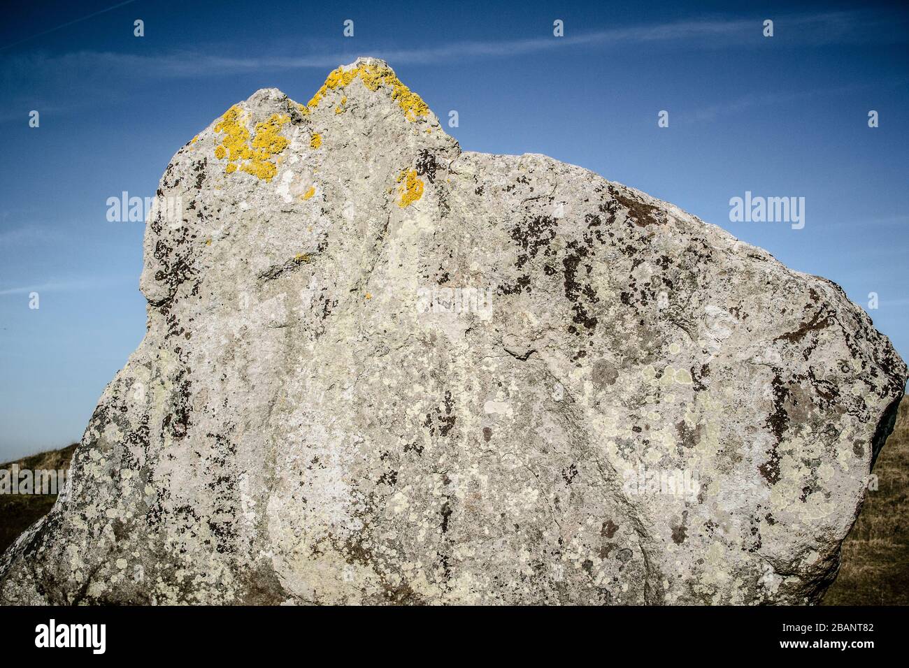 Flechten verkrusteter stehender Stein in Avebury Henge, Wiltshire, England die Form glich einem Tierprofil mit kleinen Ohren. Stockfoto