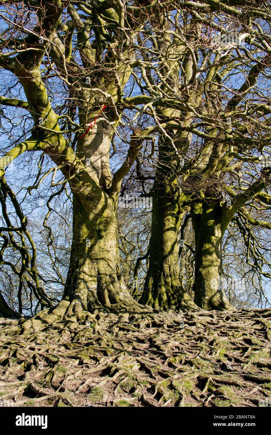 Blick auf alten Baum auf dem trockenen schlammigen Böschung rund um Avebury Henge, Wiltshire Stockfoto