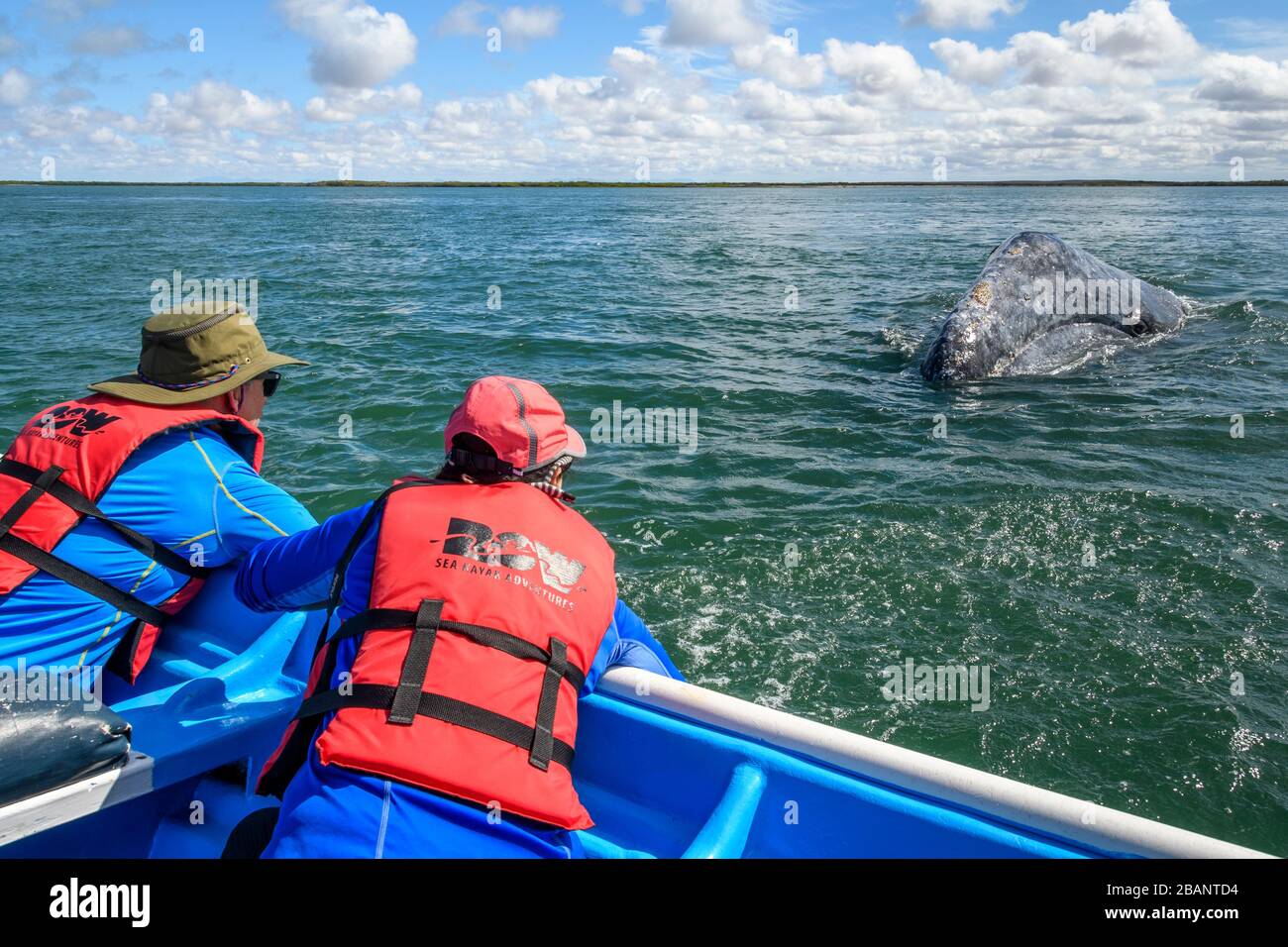 Tour zum Whale Watching von Sea Kayak Adventures in Bahia Magdalena, Baja California sur, Mexiko. Stockfoto