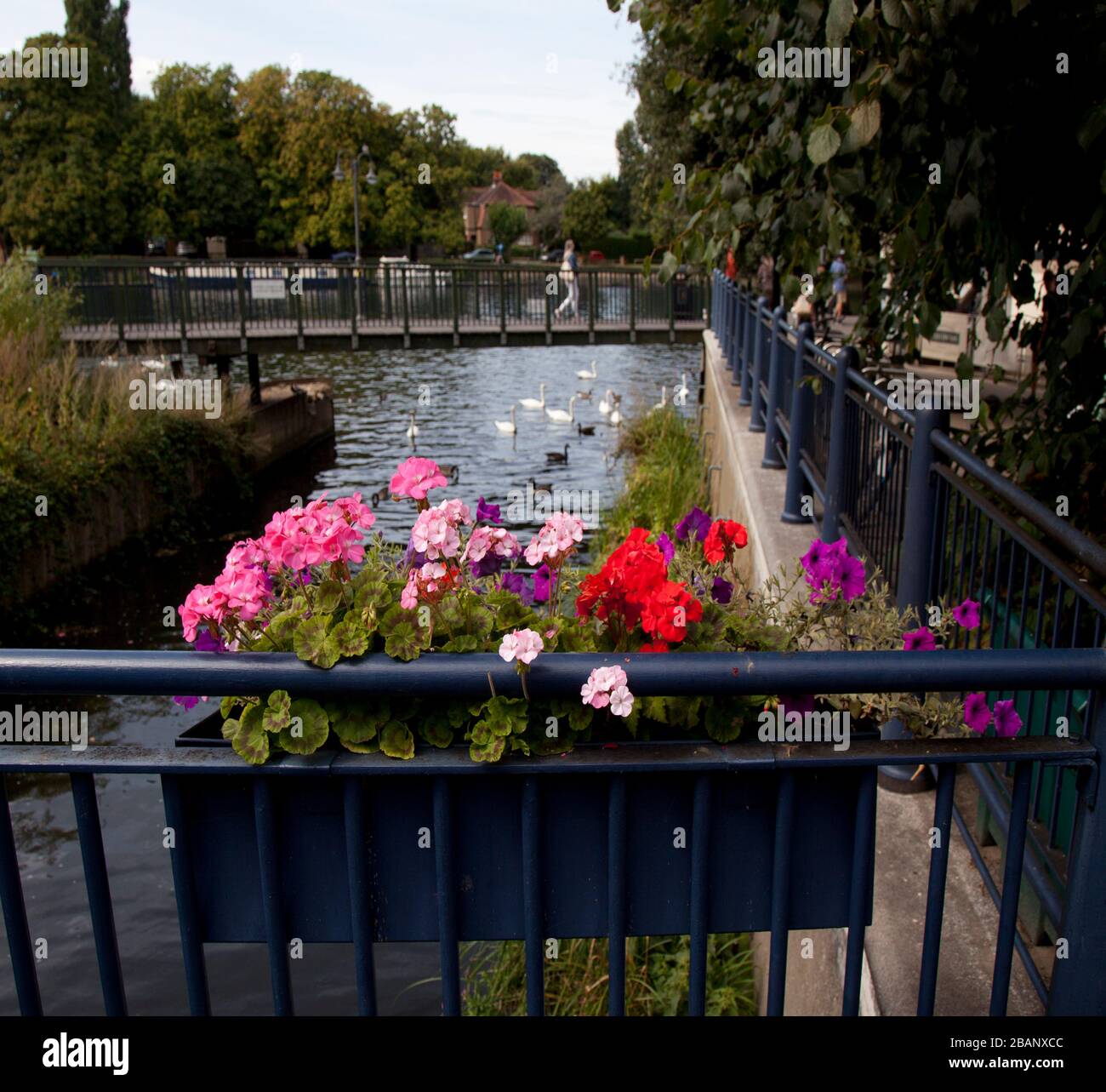 Hogsmill River Outlet zur Themse, Kingston upon Thames, England. Stockfoto