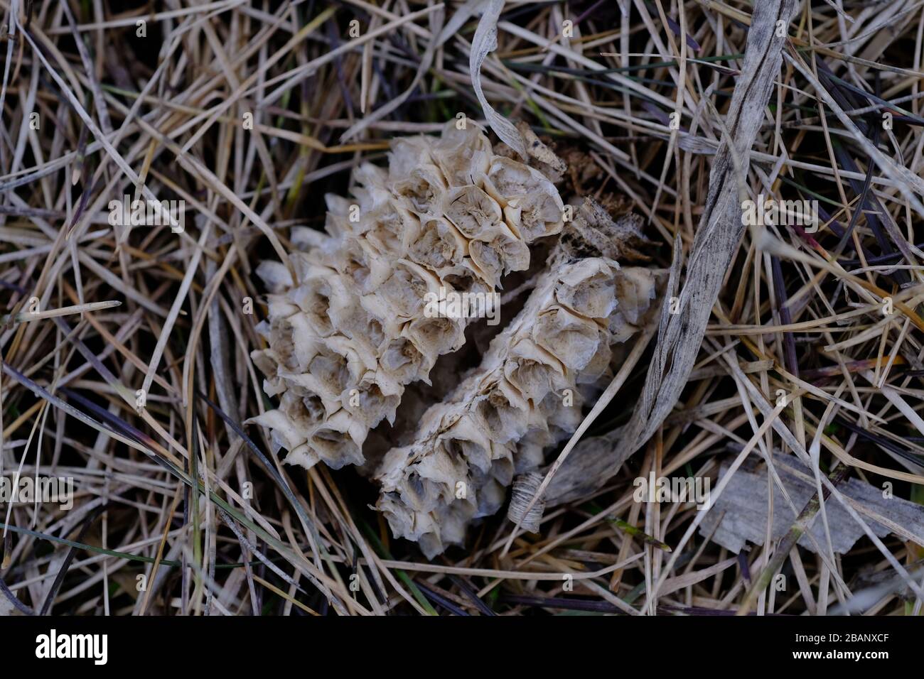 Getrocknete, weggeworfene alte Maisohren (Kochfelder) in einem Winterpflügerfeld. Experimentelle Farm, Ottawa, Onatrio, Kanada. Stockfoto