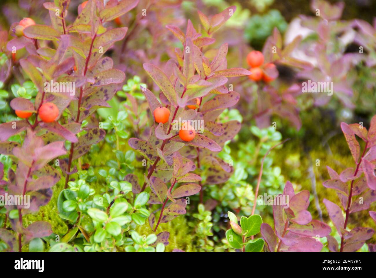 Seifenbeere mit orangefarbenen Beeren und rosa und grünen Blättern entlang der Spur in Alaska Stockfoto