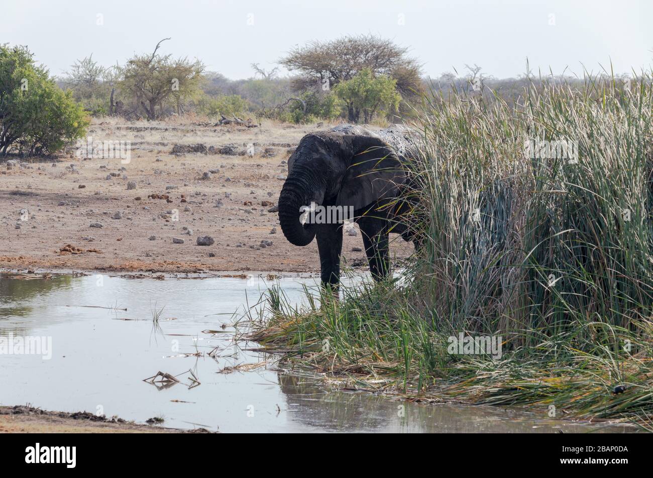 Elefant trinkt am Wasserloch Stockfoto