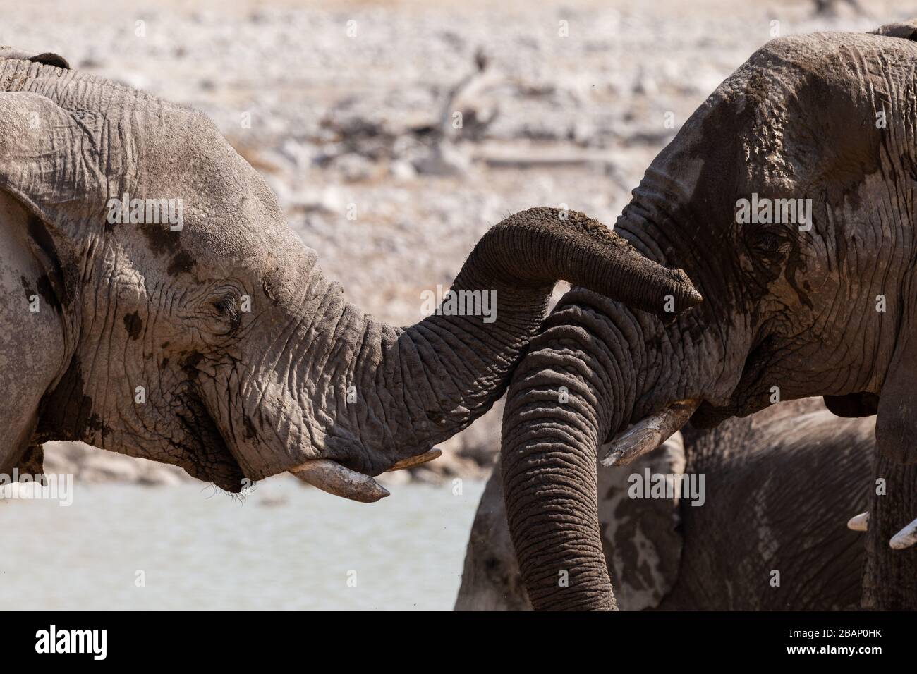 Elefanten kümmern sich um einander Stockfoto