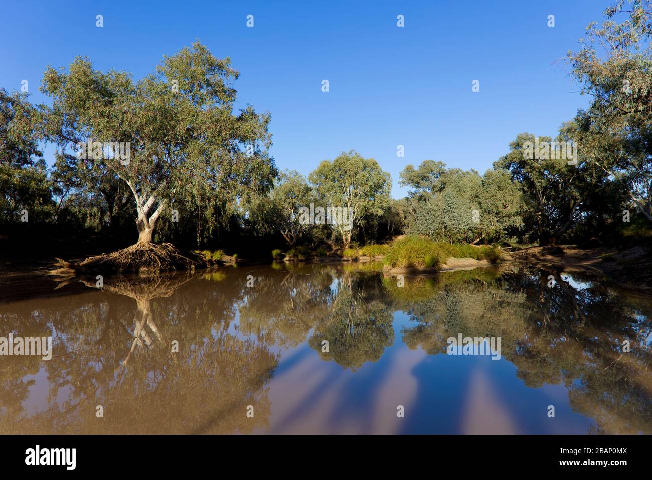 Pelican Point am Bulloo River bei Thargomindah Bulloo Shire Queensland Australien Stockfoto