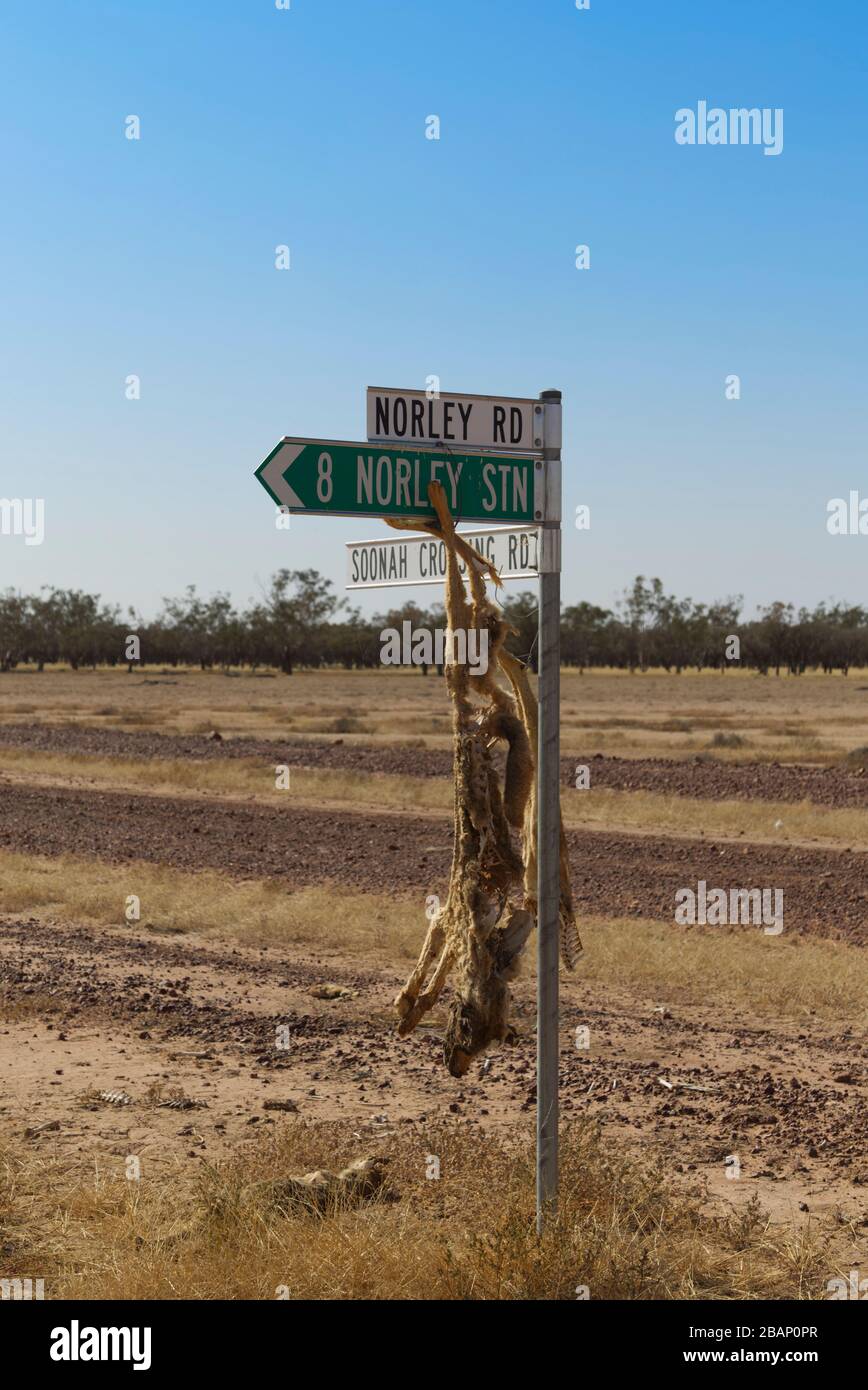 Die Überreste von zwei Dingo hängen an einem Wegweiser in Bulloo Shire Queensland Australien Stockfoto