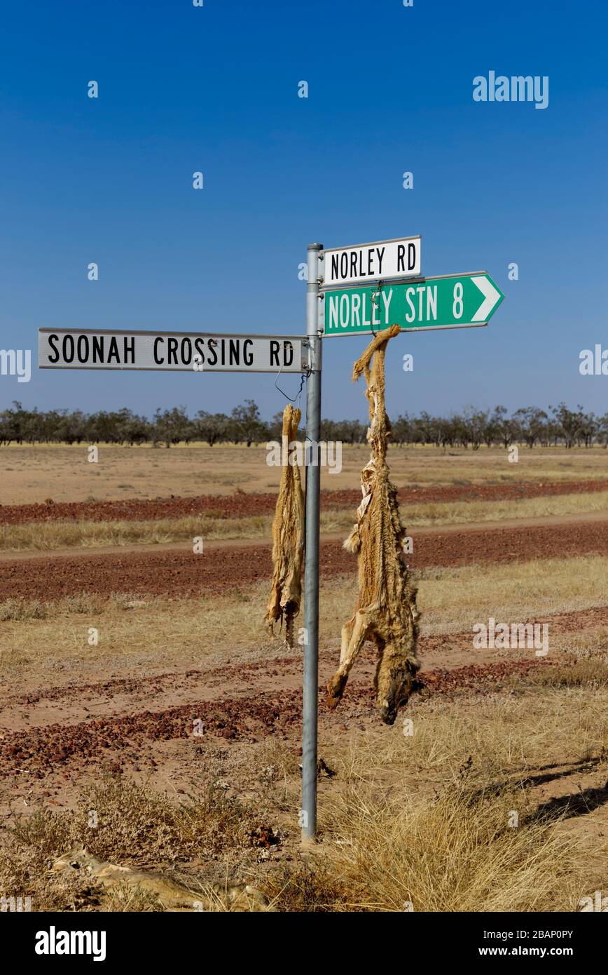 Die Überreste von zwei Dingo hängen an einem Wegweiser in Bulloo Shire Queensland Australien Stockfoto