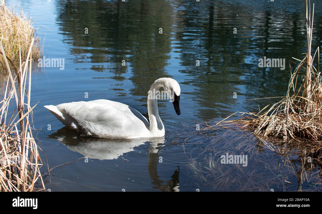Schöner Schwan, der auf seine Reflexion im Wasser blickt Stockfoto Schöner Schwan, der auf seine Reflexion im Wasser blickt Stockfoto