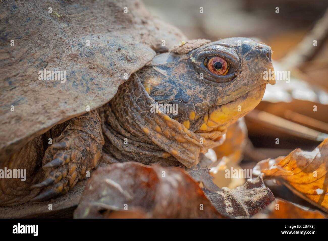 Nahaufnahme einer Eastern Box Turtle im Wald im Crowder Park in Apex, North Carolina. Stockfoto