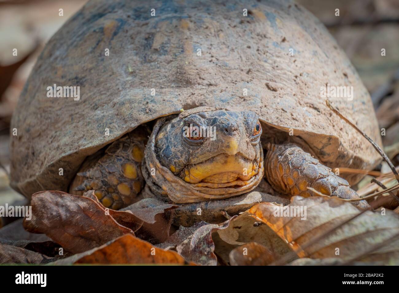 Vorderansicht einer östlichen Kastenschildkröte im Wald im Crowder Park in Apex, North Carolina. Stockfoto