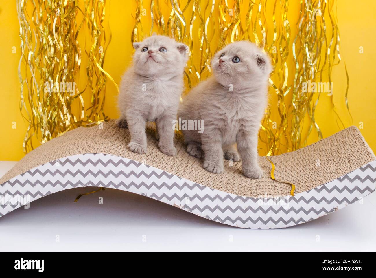Zwei leichte schottische Kätzchen spielen. Gelber Hintergrund. Lustige Tiere. Haustiere Stockfoto