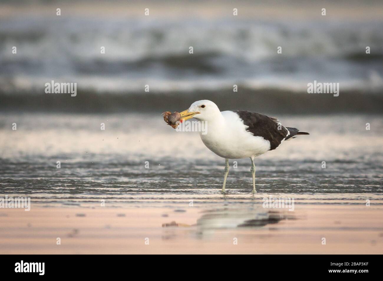 Erwachsene Möwe am Ufer mit Krabben im Schnabel Stockfoto