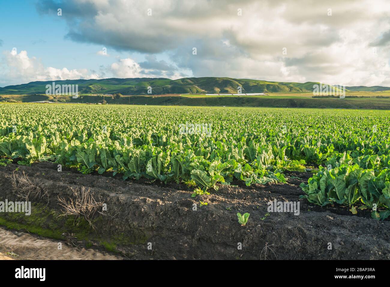 Landwirtschaftsgebiet der Kohlfabrik. Santa Barbara County, Kalifornien Stockfoto