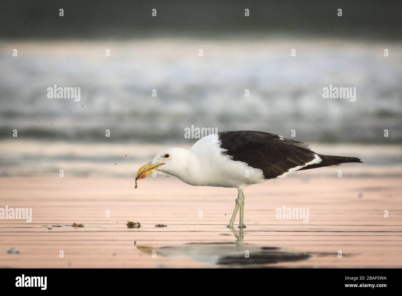 Erwachsene Möwe, die eine Mahlzeit im flachen Wasser isst Stockfoto