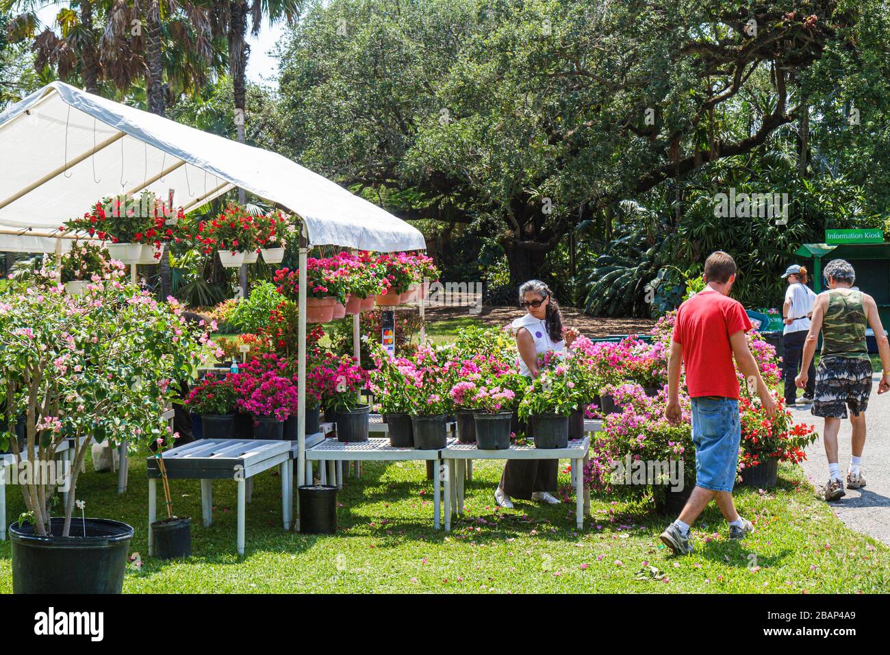 Miami Florida, Coral Gables, Fairchild Tropical Botanic Garden, Bougainvillea Verkauf, Blumen, Besucher reisen Reise Tour Tourismus Wahrzeichen Stockfoto